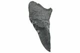 Partial Fossil Megalodon Tooth - South Carolina #328989-1